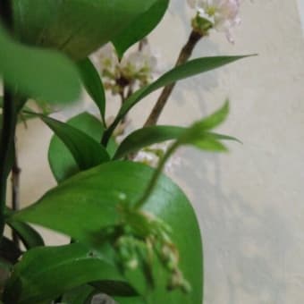 ２月の設えとルスカスの芽