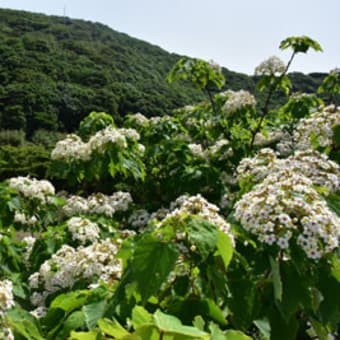 アブラギリの開花