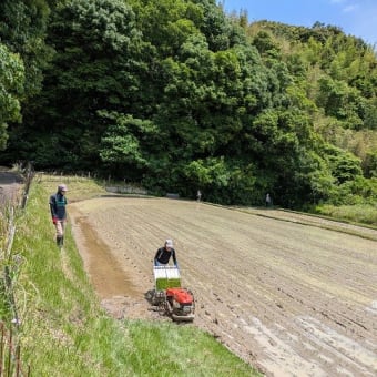 賑やかな田植え