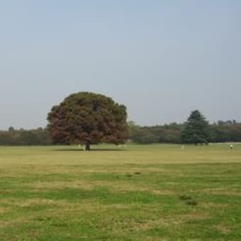 昭和記念公園