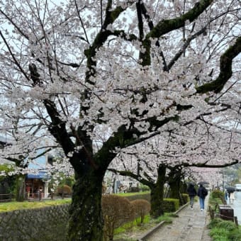 哲学の道〜銀閣寺〜南禅寺　20230326