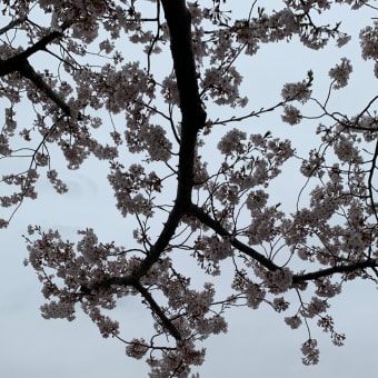 2020年3月30日の隅田川の桜