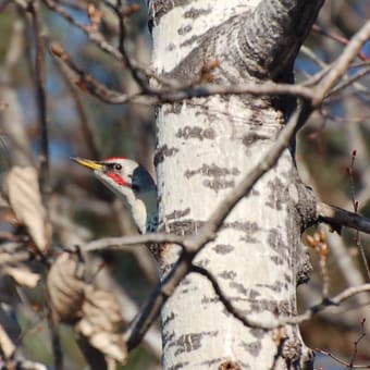 里山野鳥写真展のつづき