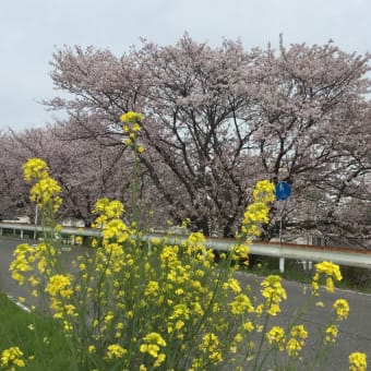 頑なな若造