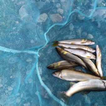 今年　三度目のアユ釣り（鬼怒川）