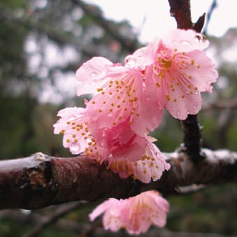 大寒で桜（ニシキフウライウオ）