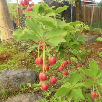 花の続き