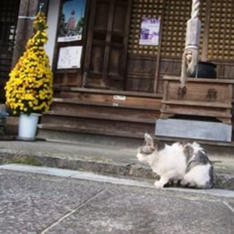 乗願寺の大仏様と猫