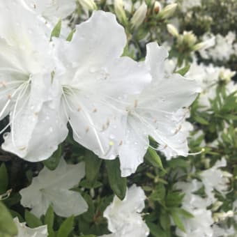 雨でも心躍るひとときを