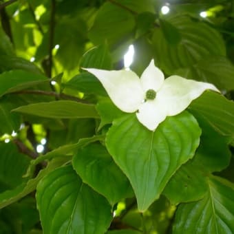 ヤマボウシ開花･･･（☆）　