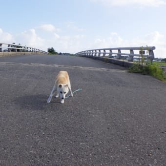 今日の畑仕事は！