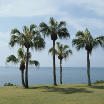 開聞山麓自然公園とトカラ馬