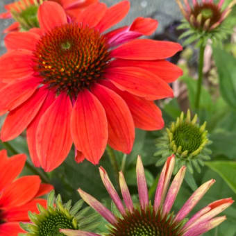 夏の花、エキナセア