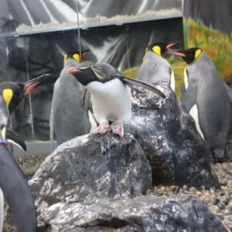 ペンギン、一触即発