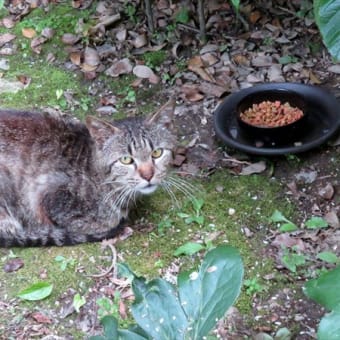 庭にやってくる猫さんたち