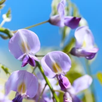 咲き出した藤の花