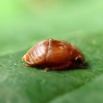 432 アオスジアゲハの幼虫