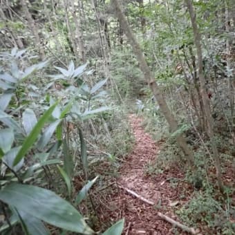 大川入山 矢作川の源流 柳川を遡行