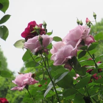 体力の衰えを感じるけど薔薇はキレイ