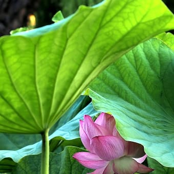 ★松本城のハスの花　2024