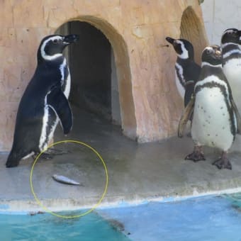 平成29年も動物たちに恵方巻き！