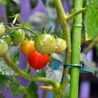 家庭菜園～ミニトマト～