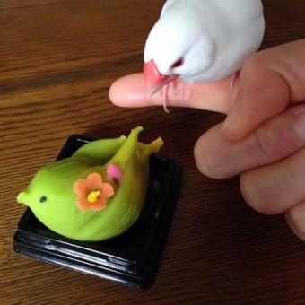 画像一覧 ぶんぶんブログ 日々文鳥