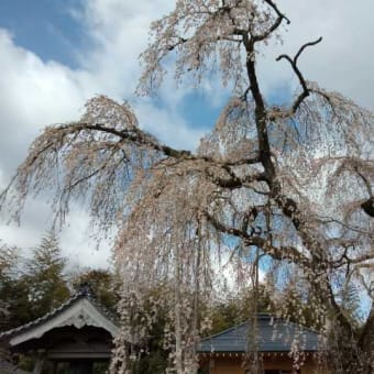 枝垂れ桜開花状況（平成31年4月8日）