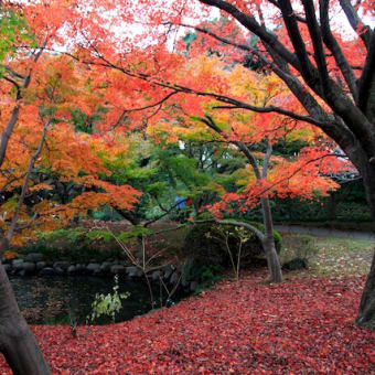 東京散策・秋の新宿御苑