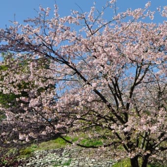 【後出し日記】2016年3月21日…「小倉城付近散策」と「白野江植物公園」