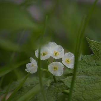 これはガラスか、氷の花か！