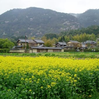 嵐山・嵯峨野めぐり　その３　－落柿舎～二尊院－