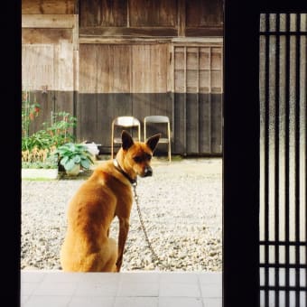 ツバメとネネと。