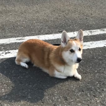 こてちゃん