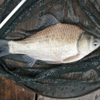 2009年初釣り　中池