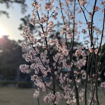 花粉が酷い。