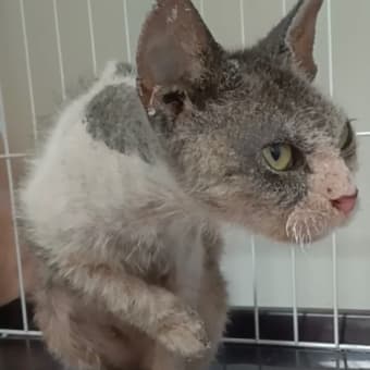 置き去りにされた疥癬猫さん