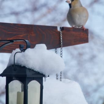 庭の野鳥たちと最近のジンジャー