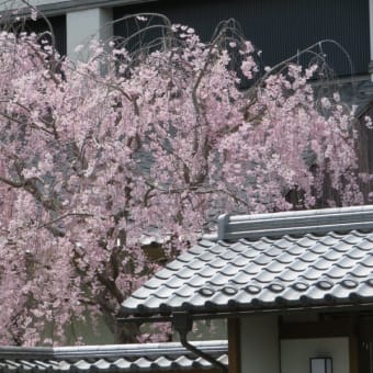 暑熱順化で桜巡り！