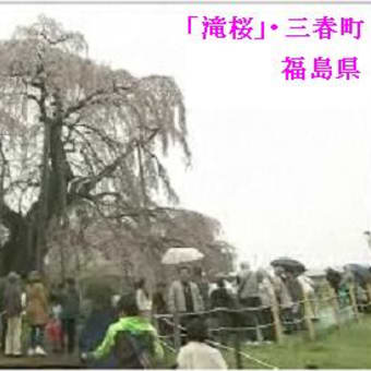 「滝桜」・樹齢千年を超える天然記念物・福島県三春町　２０１２年０４月２７日