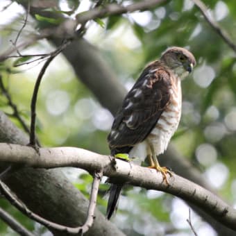 近所の池・・・オオルリ♂？キビタキ♀そしてツミ！！！