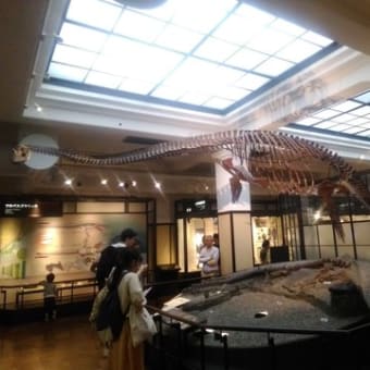 大哺乳類展2に行ったらクジラの骨格の中に住みたくなった話