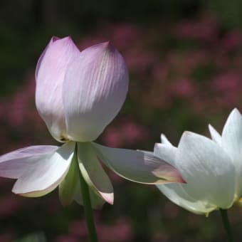 白い蓮の花に魅せられて・・・！！