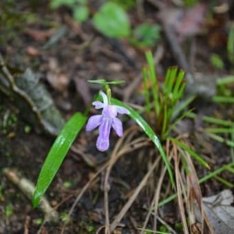 花の観察　ラン科の仲間