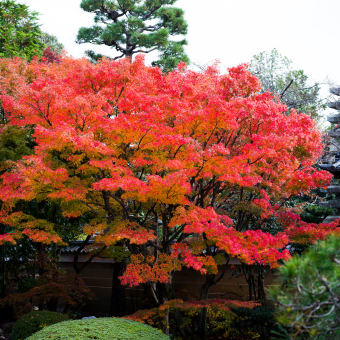 妙顕寺