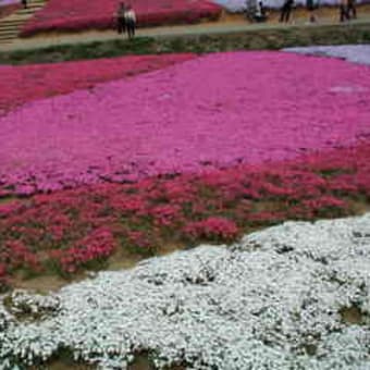 秩父の芝桜