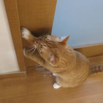 ネコと平和な午前中！