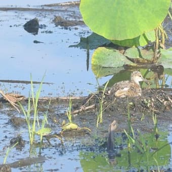 セイタカシギのヒナを見つめて①-木更津市の野鳥たち