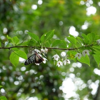 スナビキソウの開花時期