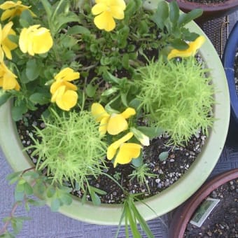 植木鉢にありんこ！？